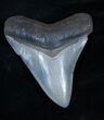 Inch Serrated Georgia Megalodon Tooth #3234-2